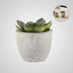 Succulent Gift